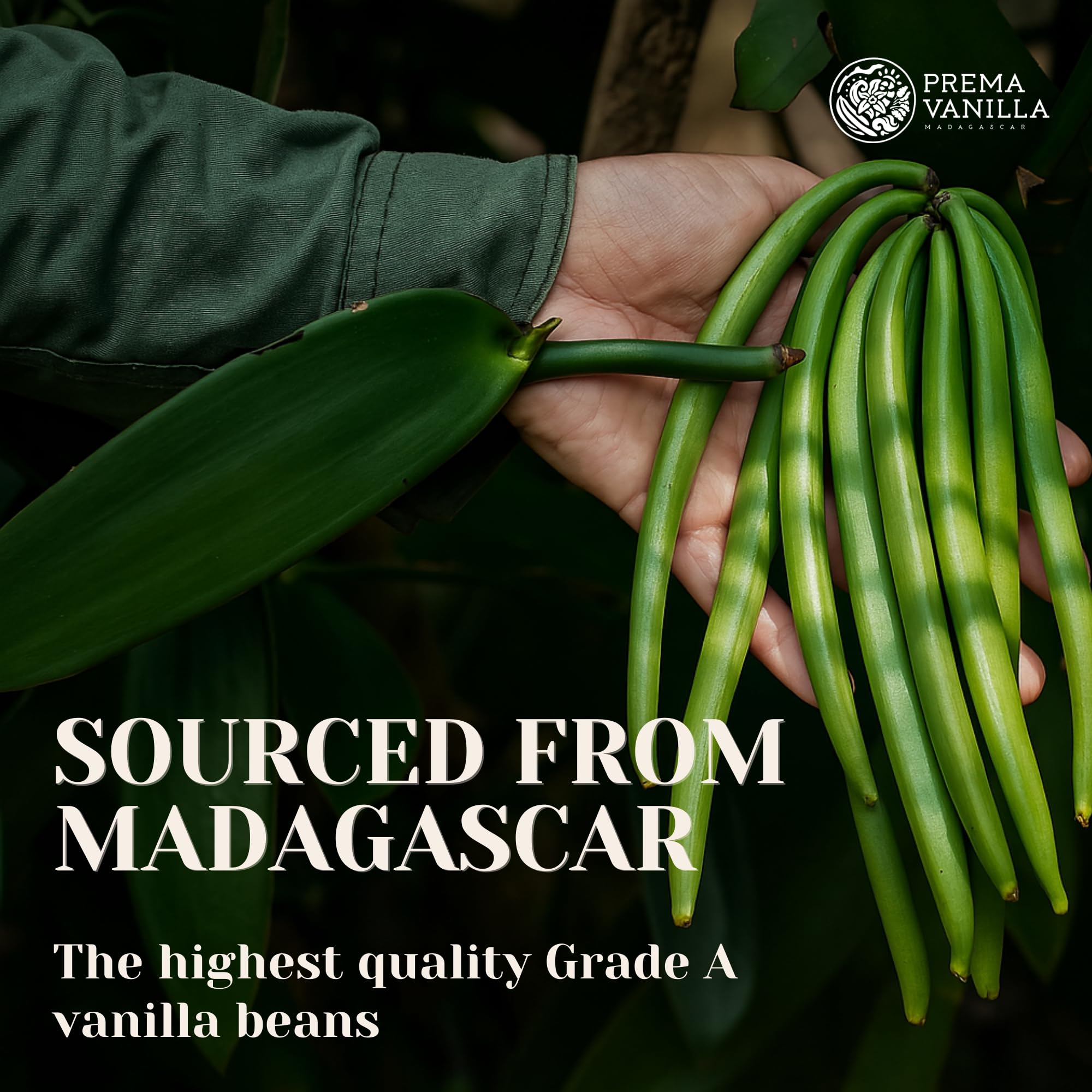 PREMA Vanilla Madagascar pack shot with multiple pods and gift bean.