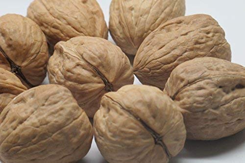 Presto Sales unshelled fresh walnuts ready to crack.