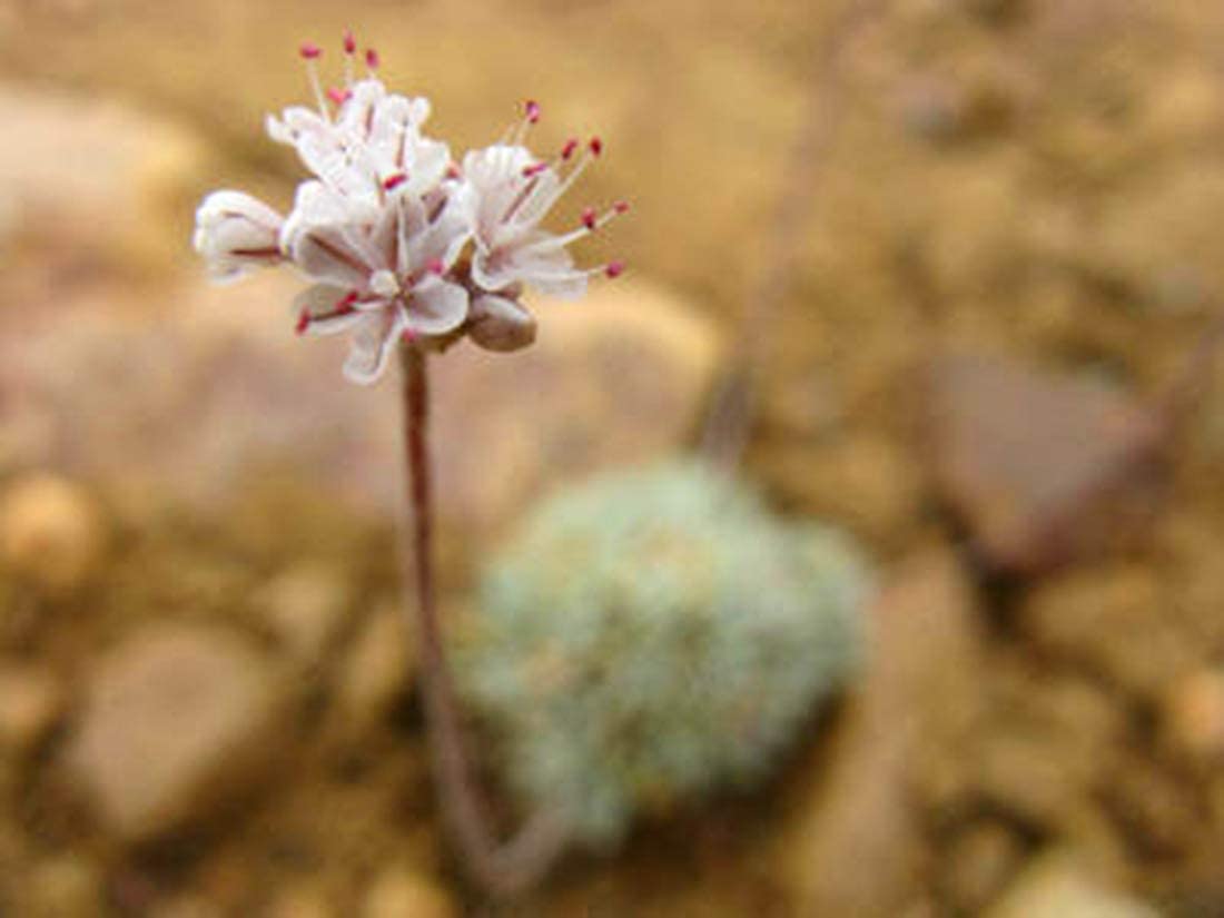 Buckwheat groats used in soba-pizzoccheri style dishes and noodles