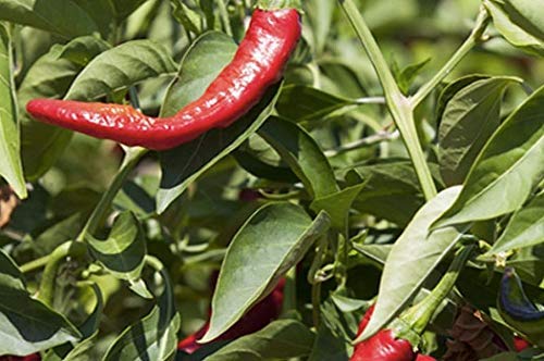 Spain origin badge for REY DE LA VERA smoked paprika