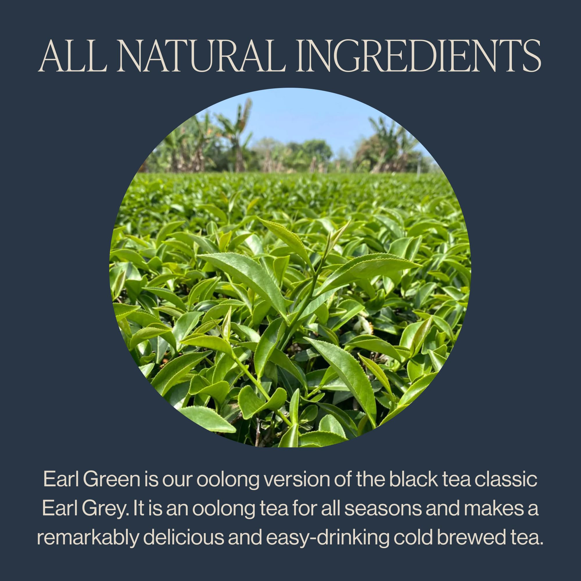 Closeup of bergamot oil highlighting bright citrus notes in Earl Green.
