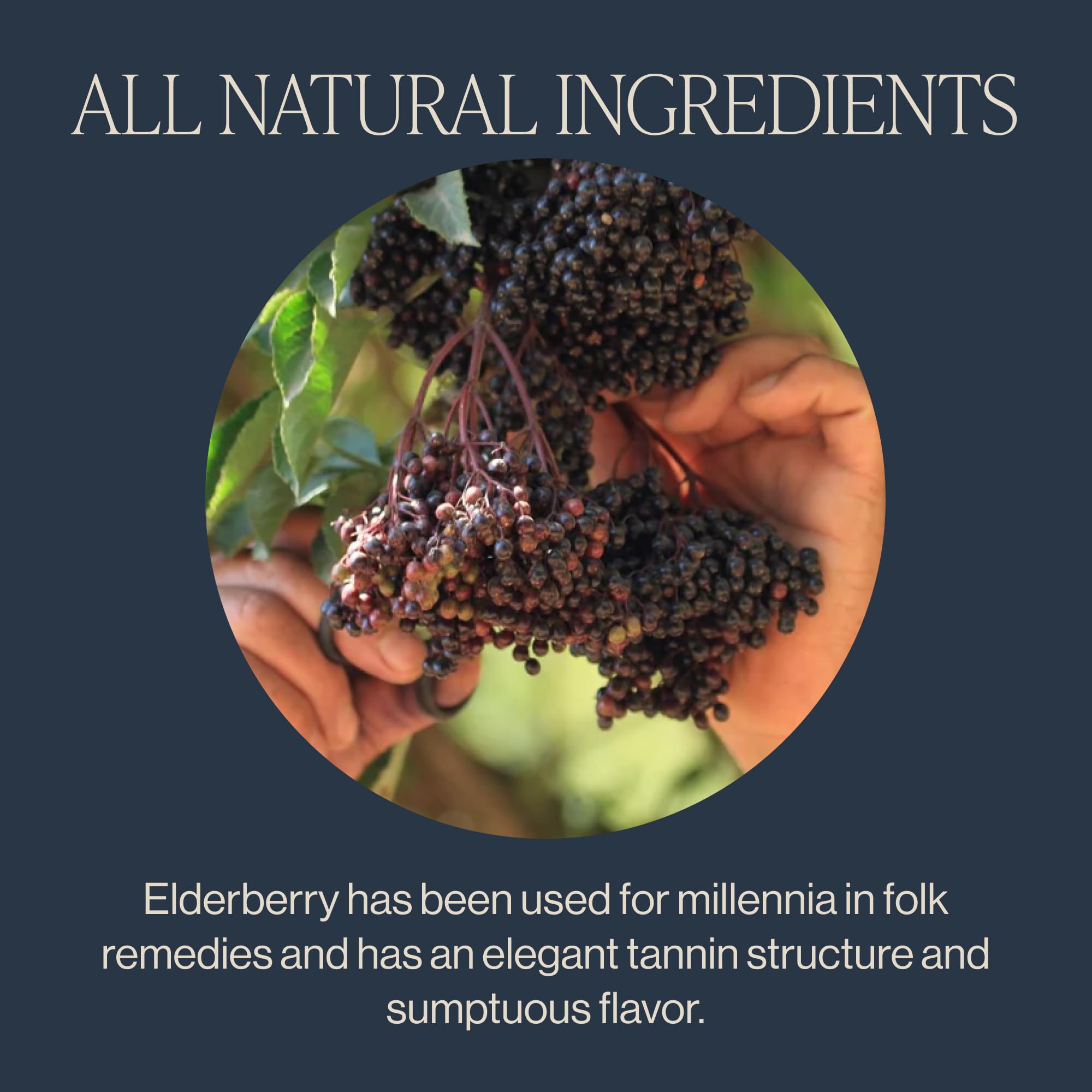 Rishi Tea Ginger Hibiscus blend closeup highlights vibrant aroma and bright flavor notes