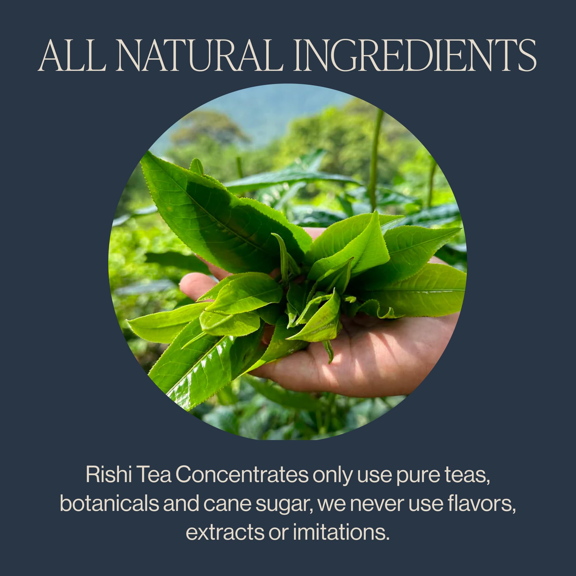 Chilled glass of Masala Chai Latte made with Rishi concentrate.