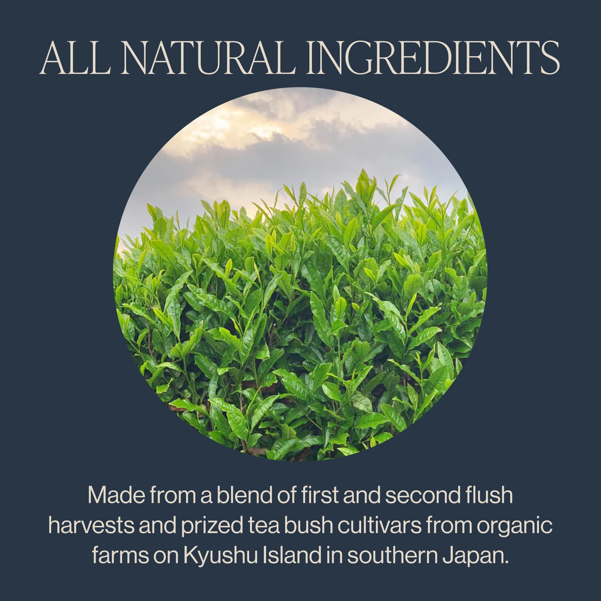 Rishi Tea organic label on sachet signals quality and eco-friendly sourcing