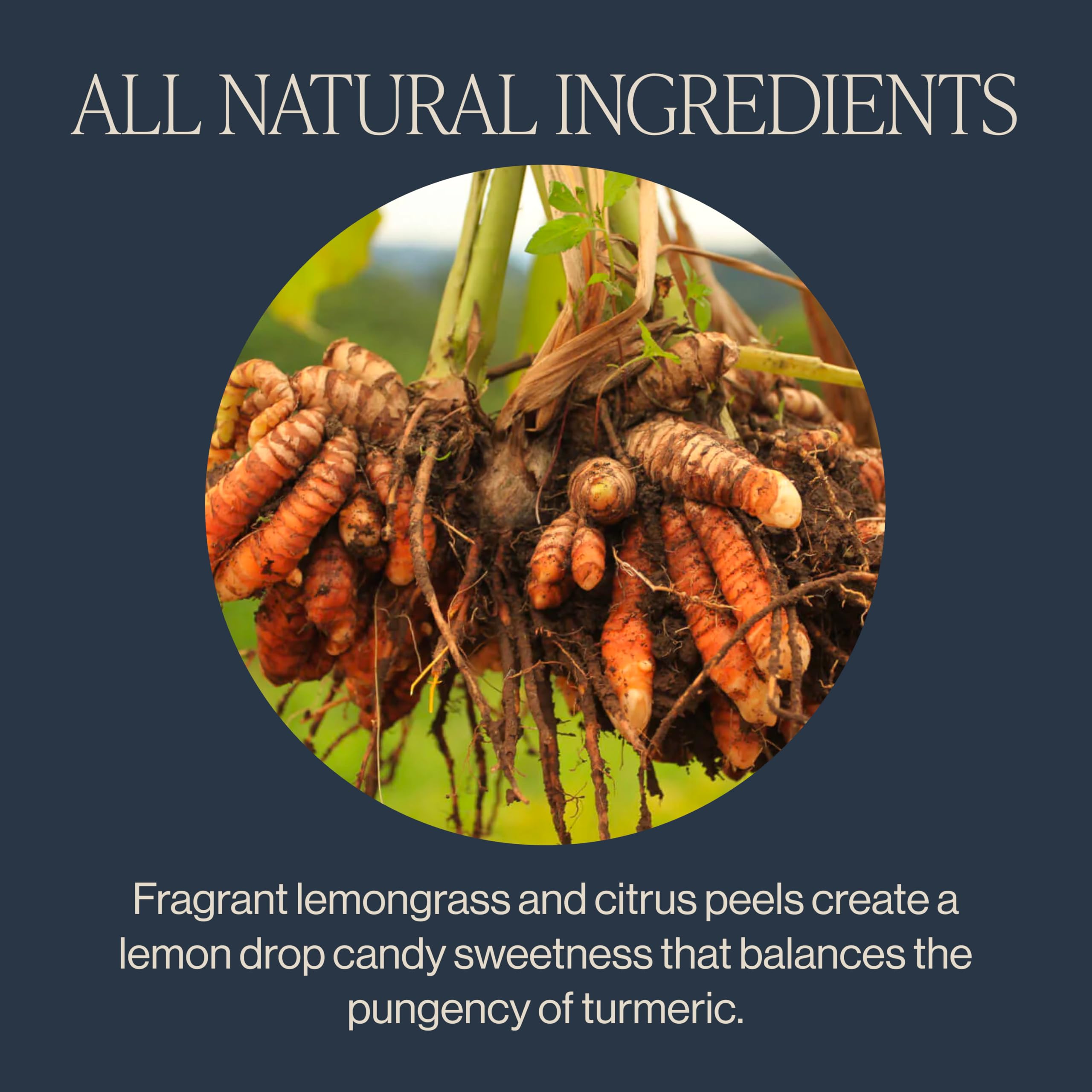 Rishi Tea Turmeric Ginger hot brew in a mug with a comforting, aromatic flavor.