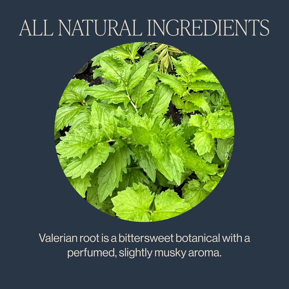 Steeping Valerian Dream brings floral and earthy notes to the cup.