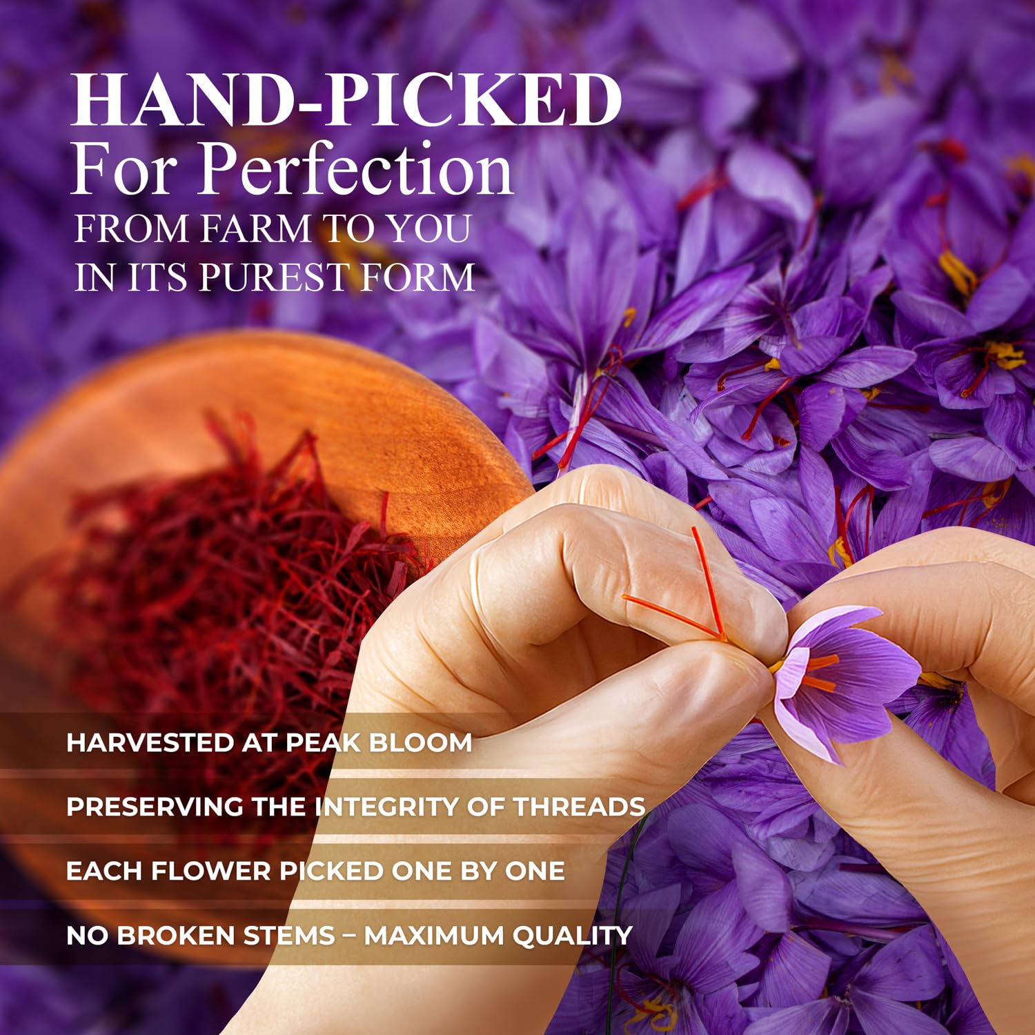 Royal Gold Saffron risotto being stirred to release color and fragrance.