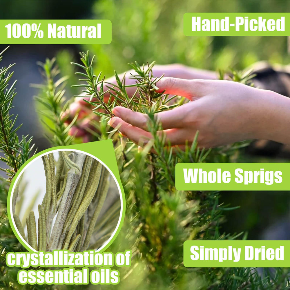 Rylenor whole rosemary bundles, 5–7 inch sprigs, ready for baking and herb blends