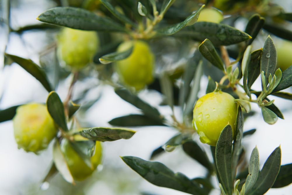 Sanniti Castelvetrano olives on a table setting for a Mediterranean meal.