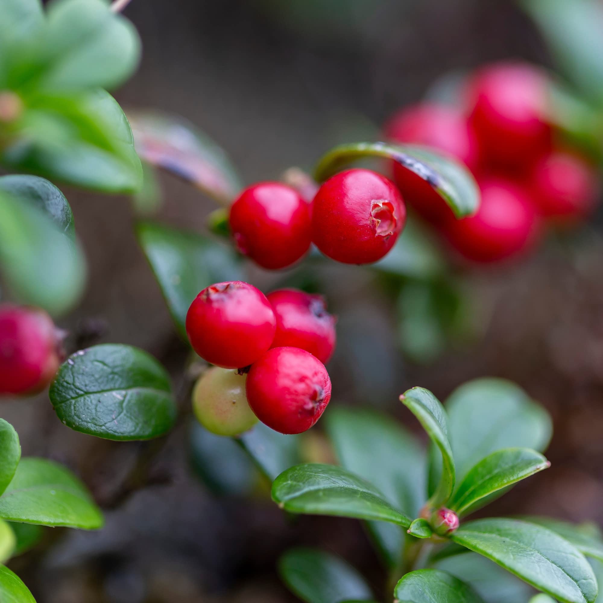 Sanniti lingonberries as breakfast topping on toast