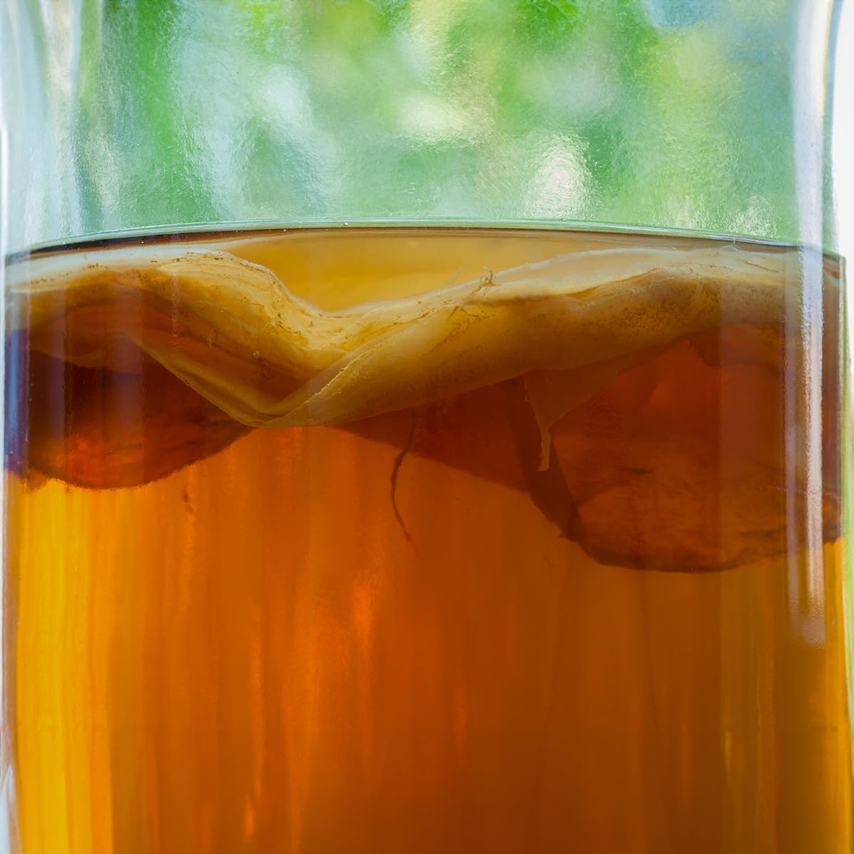 Scoby Kombucha live culture shown during fermentation.
