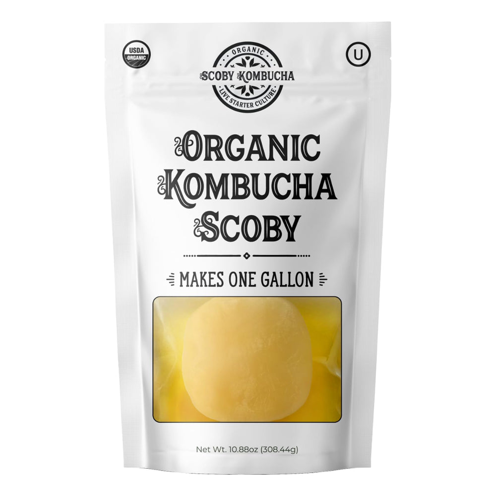 Scoby Kombucha organic SCOBY pellicle ready for a one-gallon brew.