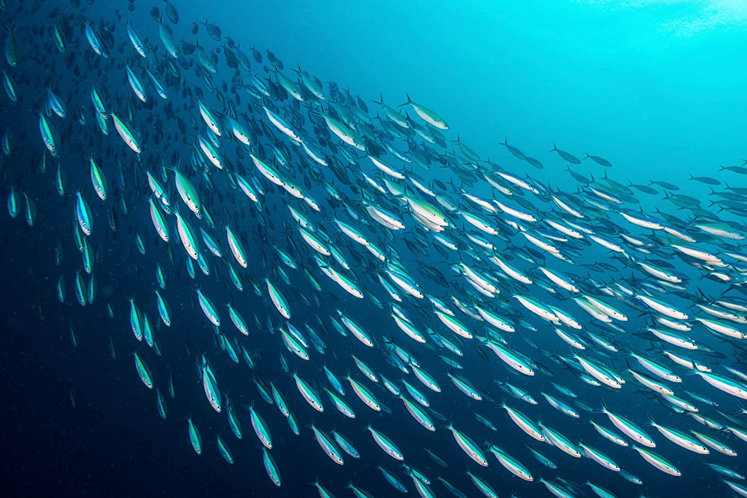 Season Sardines omega-3 rich profile for flavorful, nutrient-dense meals.