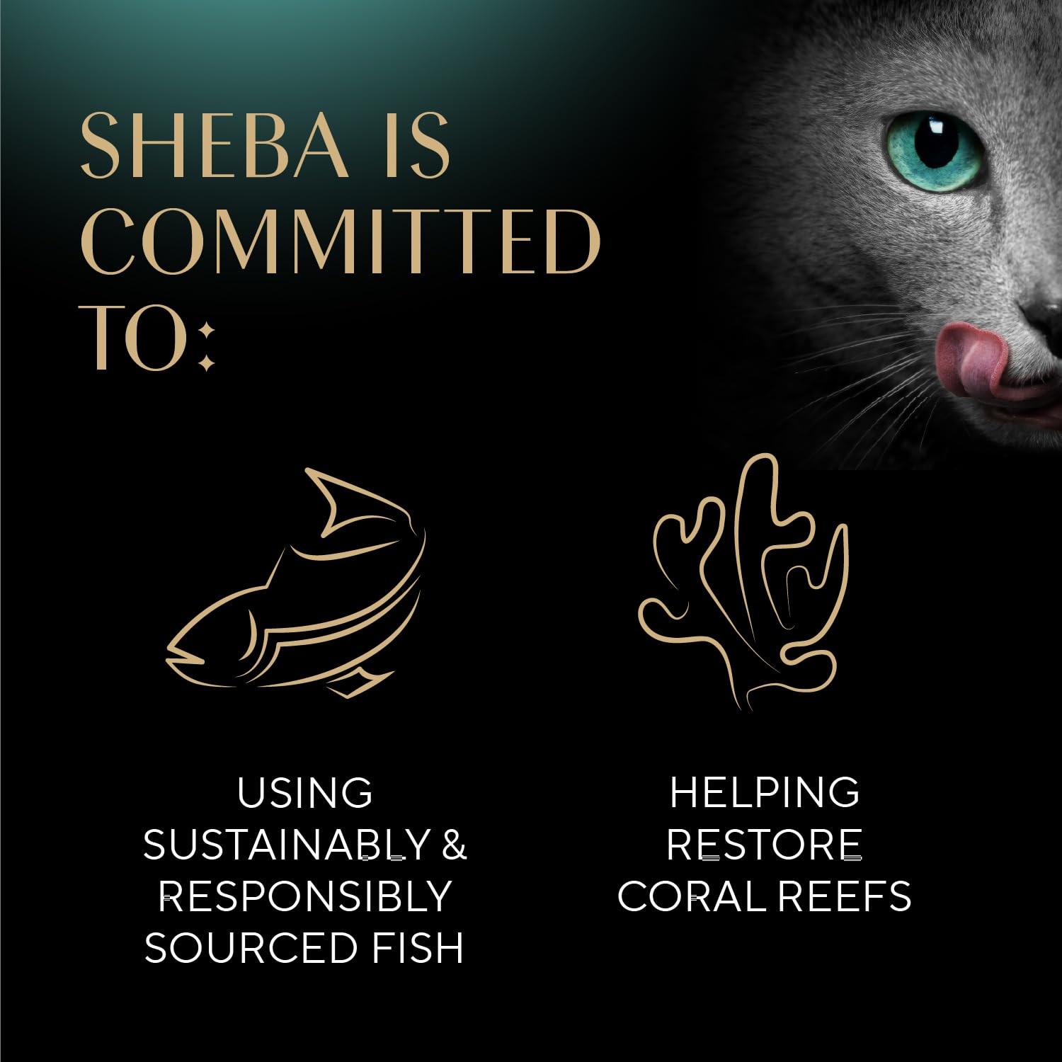 Sheba Selections Filets in Broth deliver premium flavor from real chicken and tuna