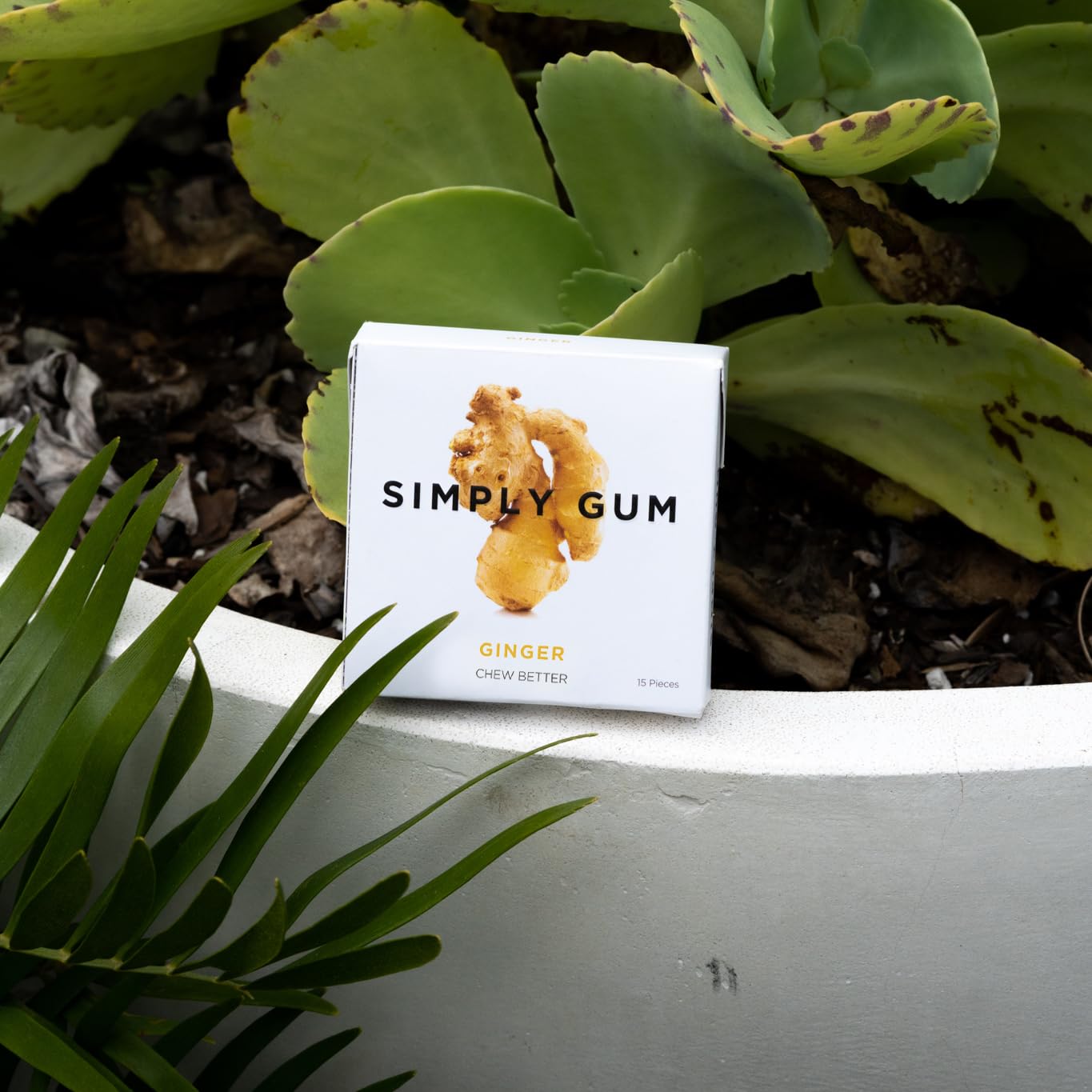 Close-up of SIMPLY Ginger gum pieces emphasizes natural texture and real ginger flavor.