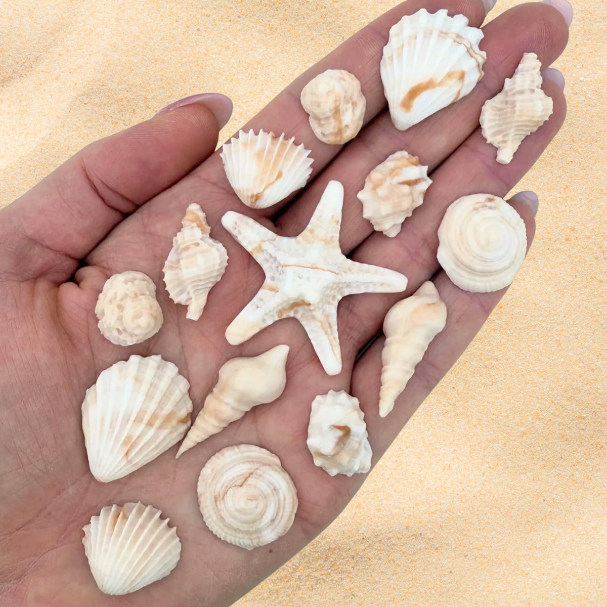 SIMPLY SUCRÉ seashell sugar decoration on cake for an elegant oceanic touch