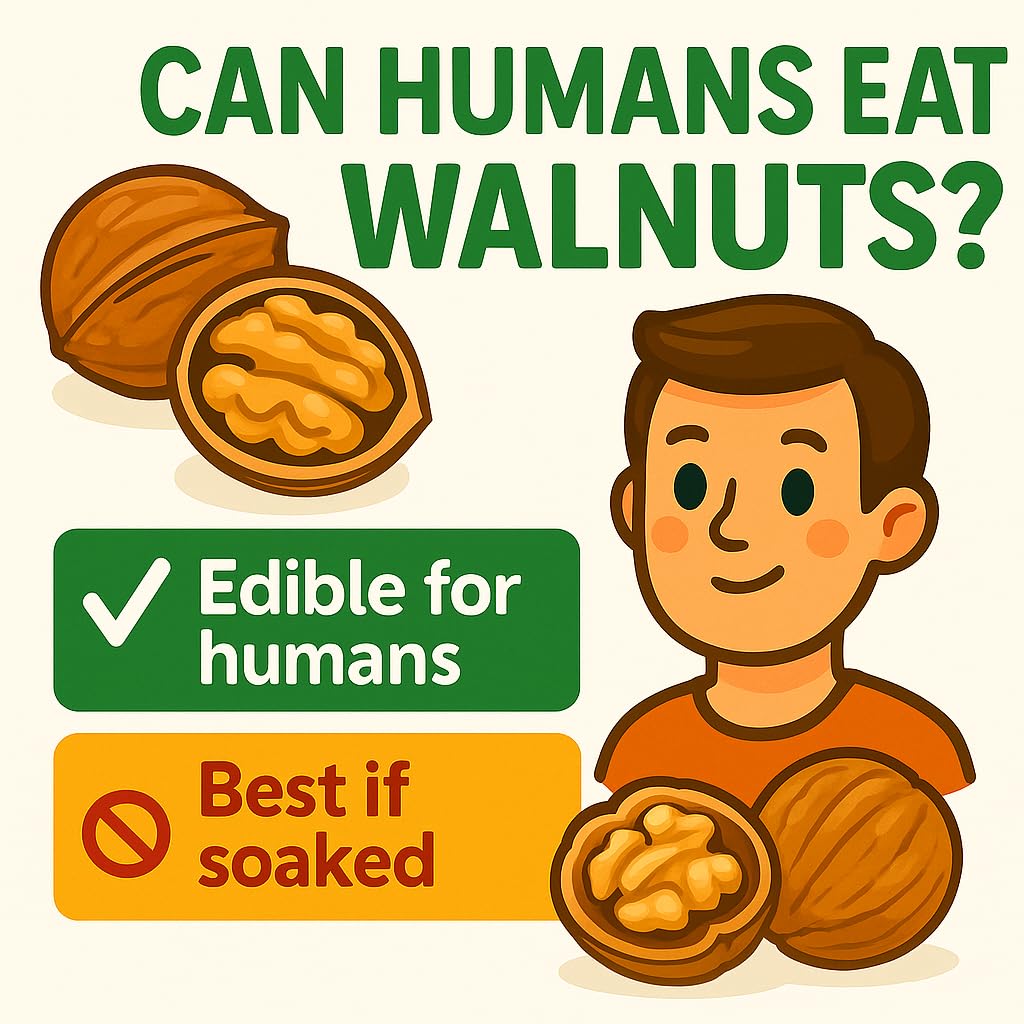 Sky Ecommerce California farm harvest walnuts with premium shell integrity.