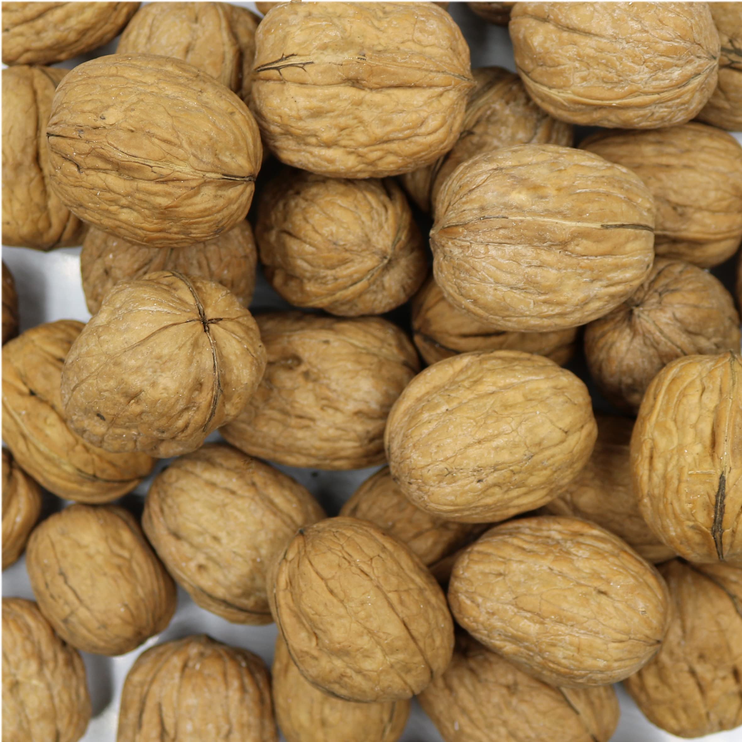 Smarty Stop walnuts in shell close-up showing natural shells and fresh potential.