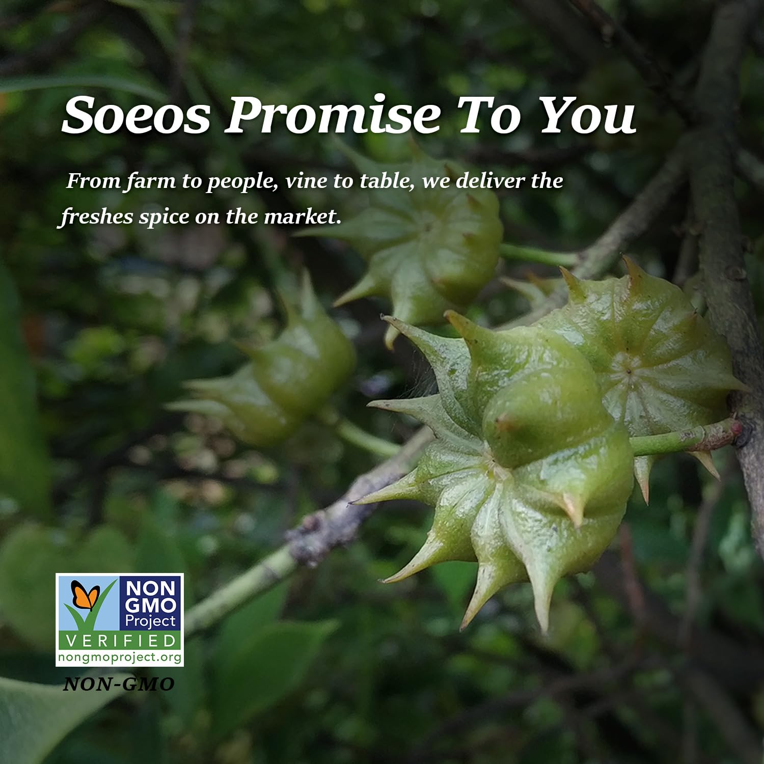 Soeos Star Anise with soups and broths for depth.