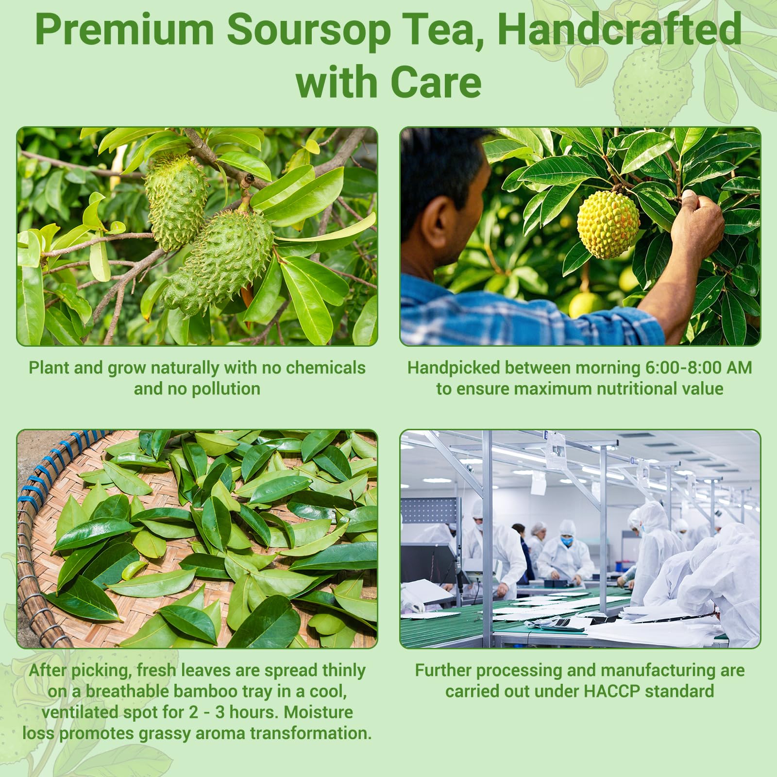 Solisleaf biodegradable corn-fiber teabags highlight eco-friendly brewing.