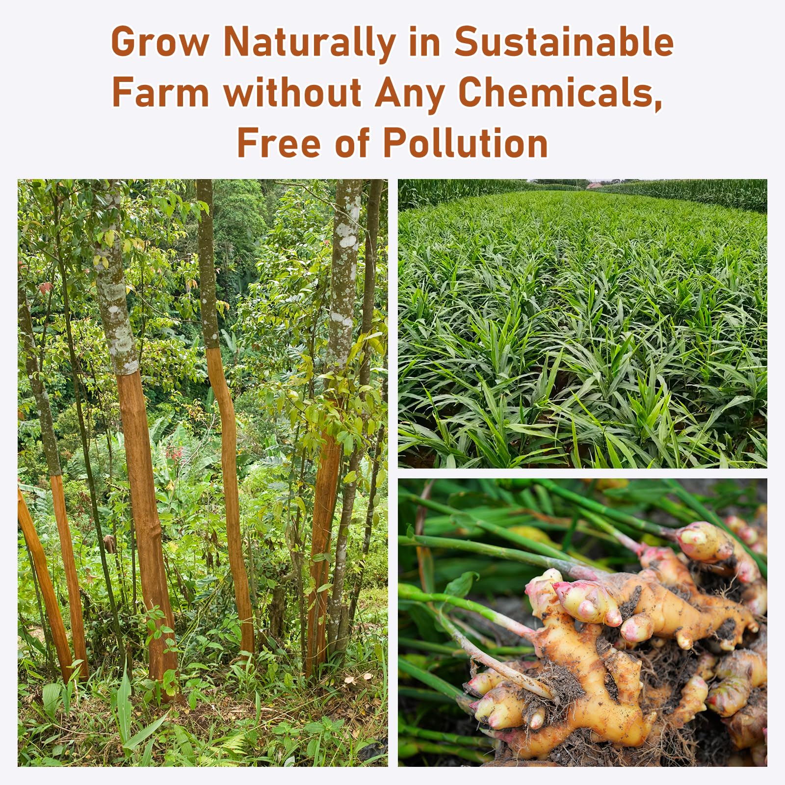 Solisleaf compostable tea bags non-GMO corn fiber for eco-friendly moments.