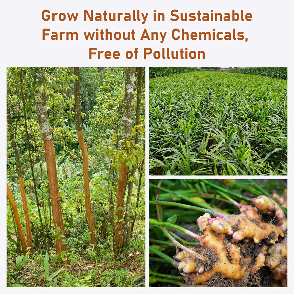Solisleaf compostable tea bags non-GMO corn fiber for eco-friendly moments.