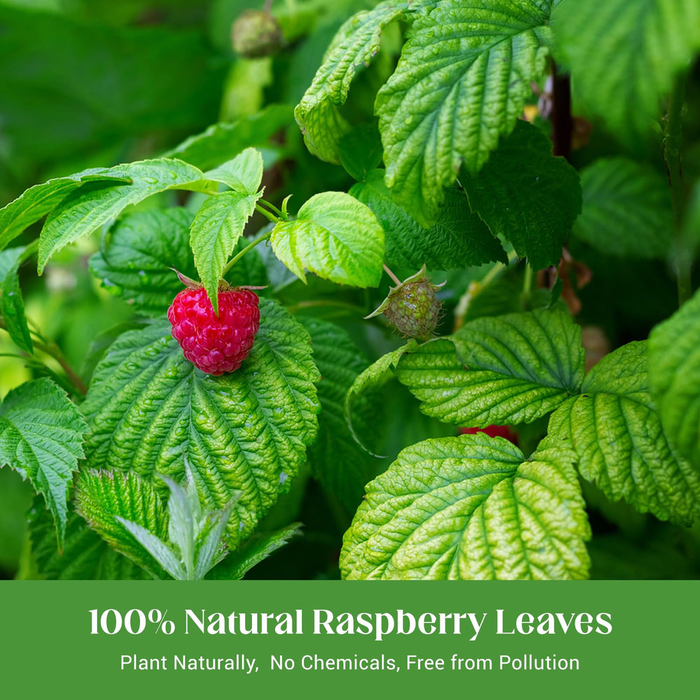 Solisleaf Raspberry Leaf Tea steeping in a cup with rich aroma