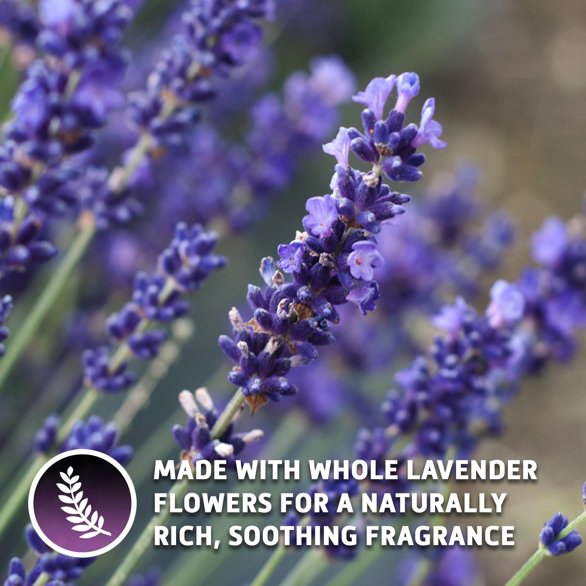 Sou Zen lavender bloom close-up capturing fragrant aroma.