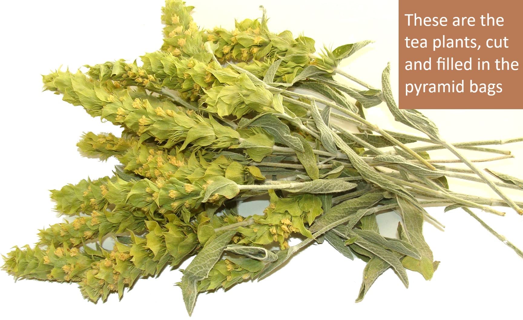 Spartanatura Steeping hot tea releases a delicate, smooth aroma.
