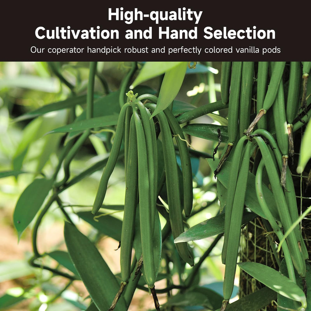 SPICEEL vanilla beans suitable for extract and powder production