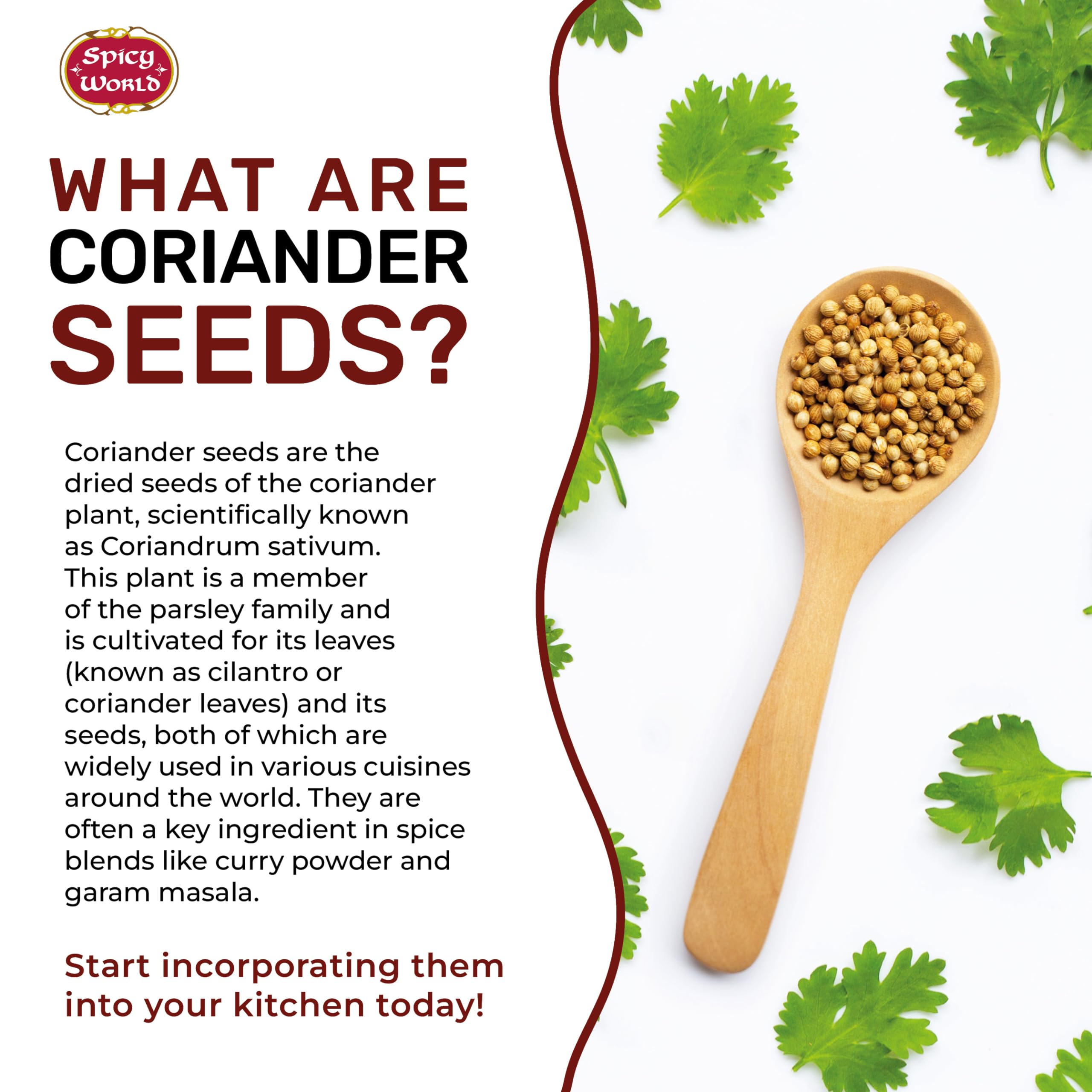 Spicy World coriander seeds on spice rack ready to season meals