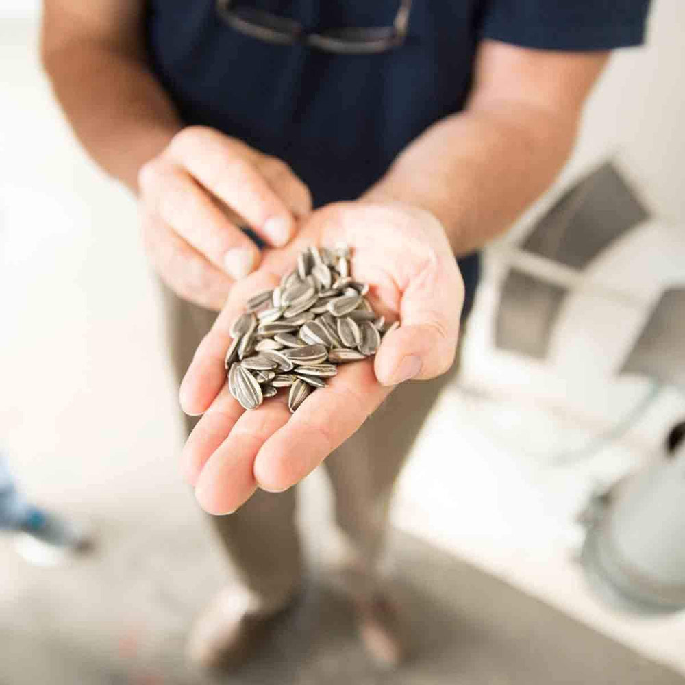 Spitz sunflower seeds sorted by size and color for premium quality.