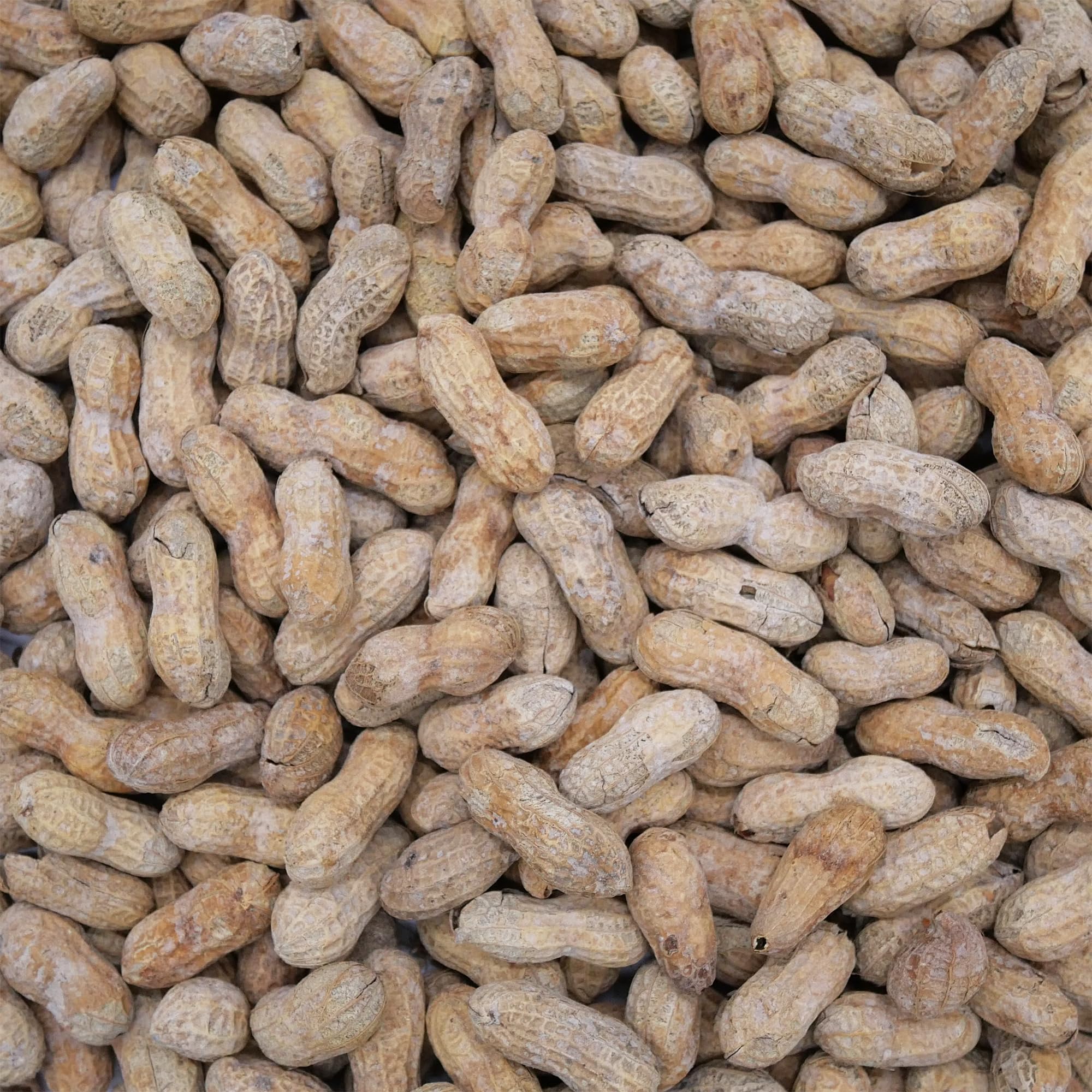 Barcelona nuts in-shell ready for game time snacking with friends.