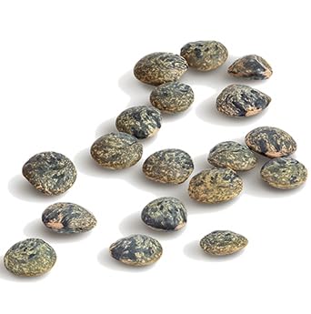Curry dish with lentils illustrating global versatility and plant protein.