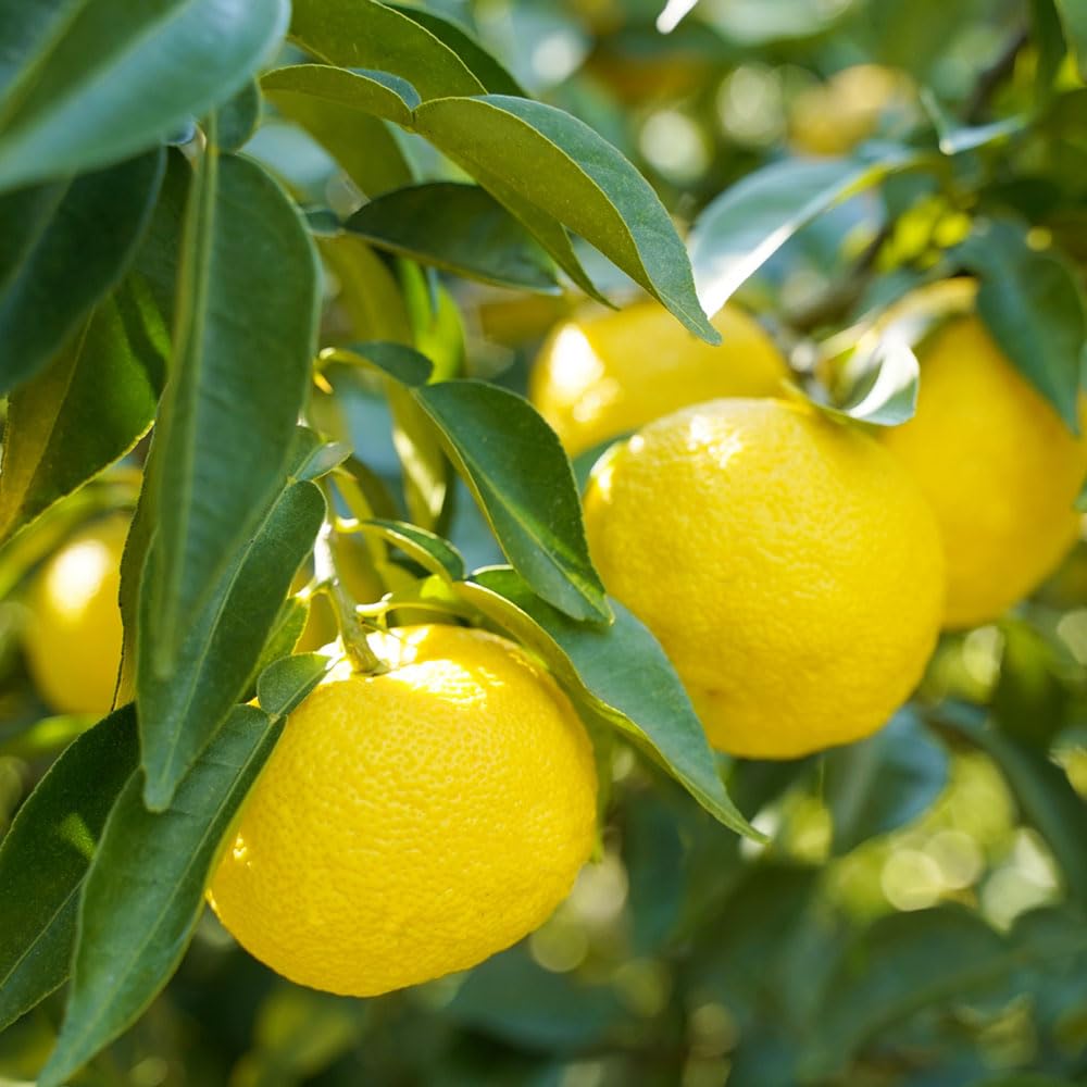 Sugi Bee Garden Yuzu & Honey served on toast with citrus zing.