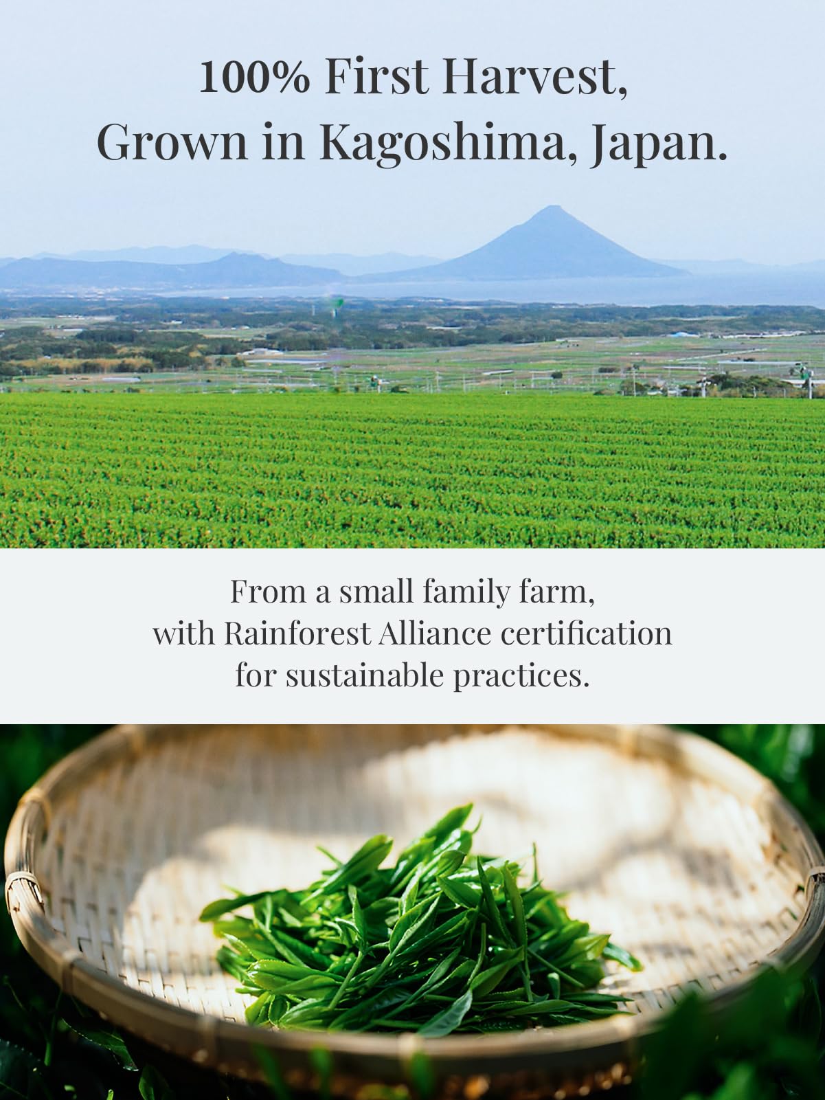 SUITENDO Wakasumi usucha preparation a mindful ritual with balanced sweetness.