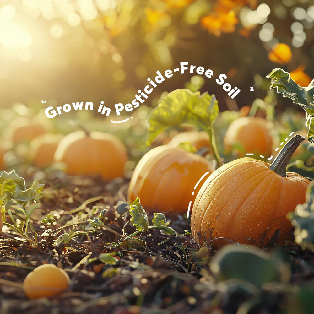 SUNGIVEN pumpkin seeds blended into smoothies for protein boost.