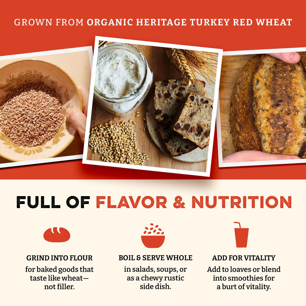Sunrise Flour Mill heritage Turkey Red wheat berries stored in pantry.