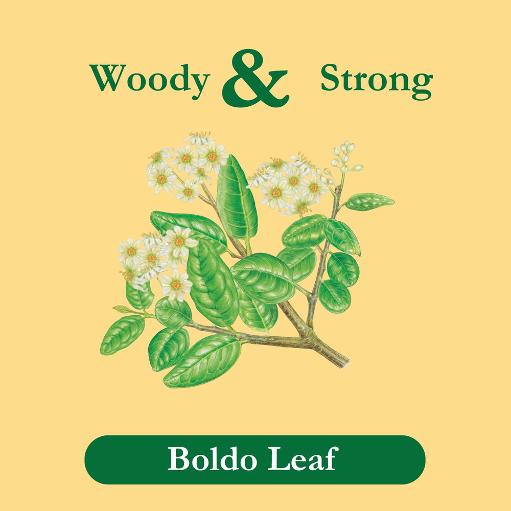 Tadin Boldo Tea steeping in a cup releases herbaceous aroma.