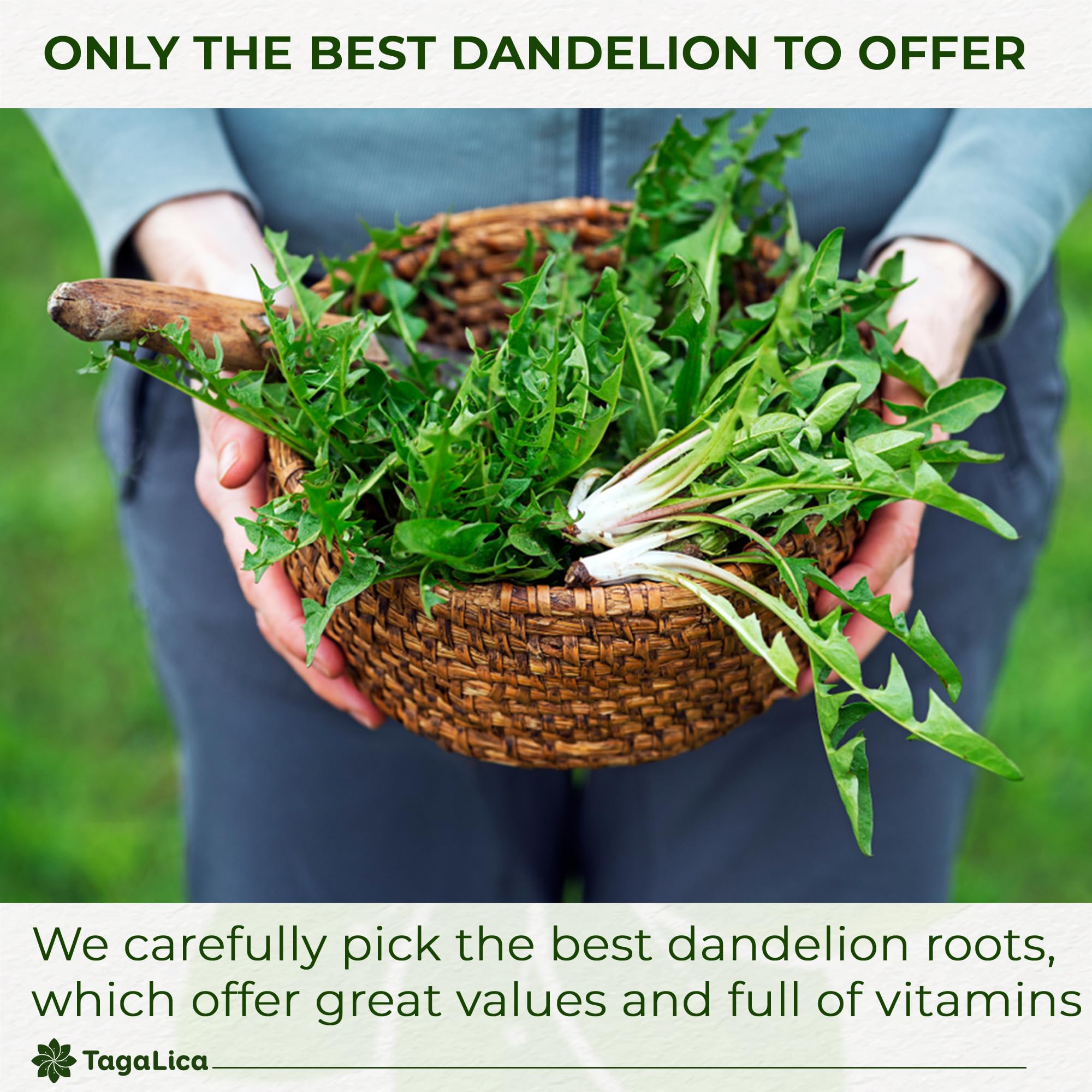 Tagalica dandelion root powder cup ready to sip.