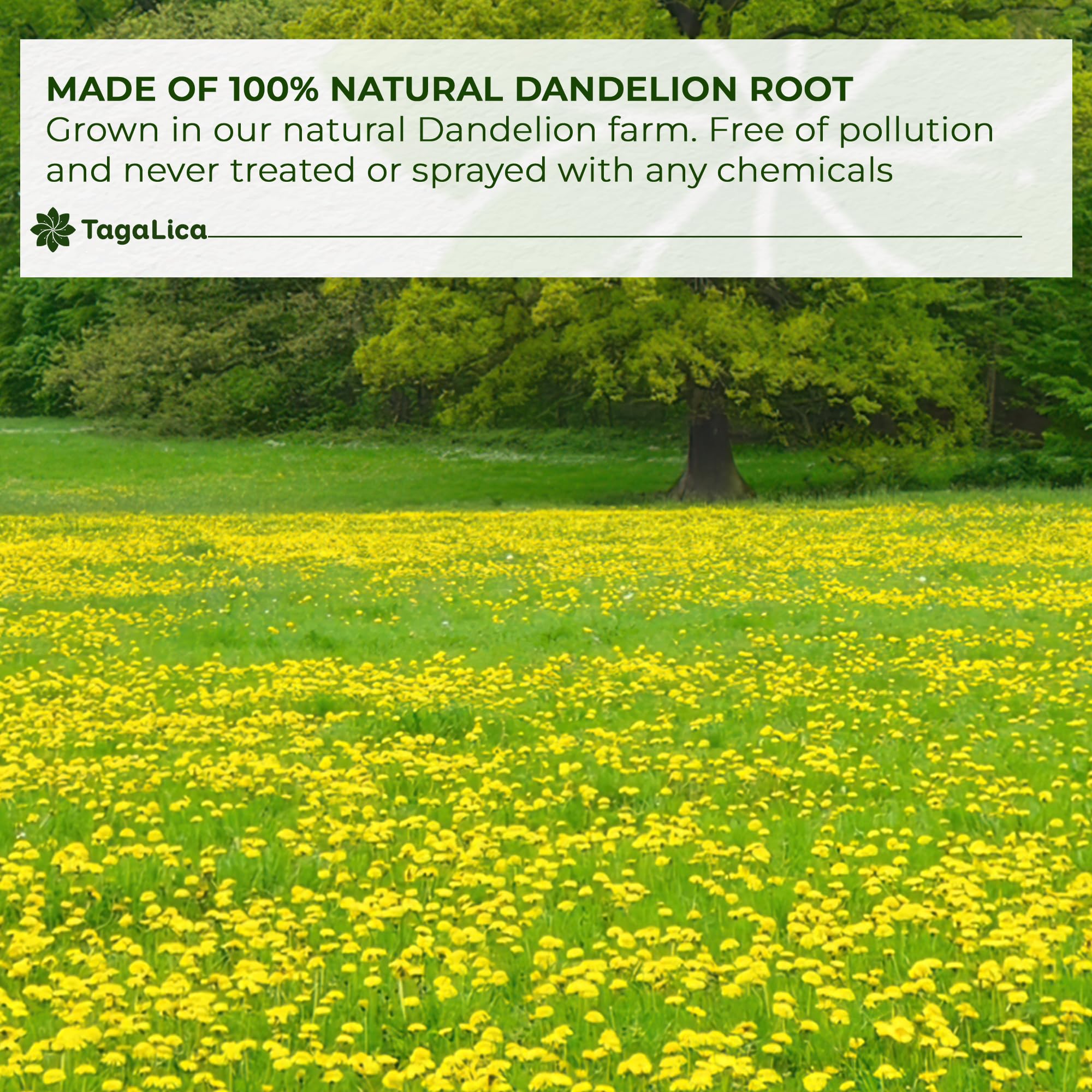 Tagalica dandelion root powder in hot water ideal tea.