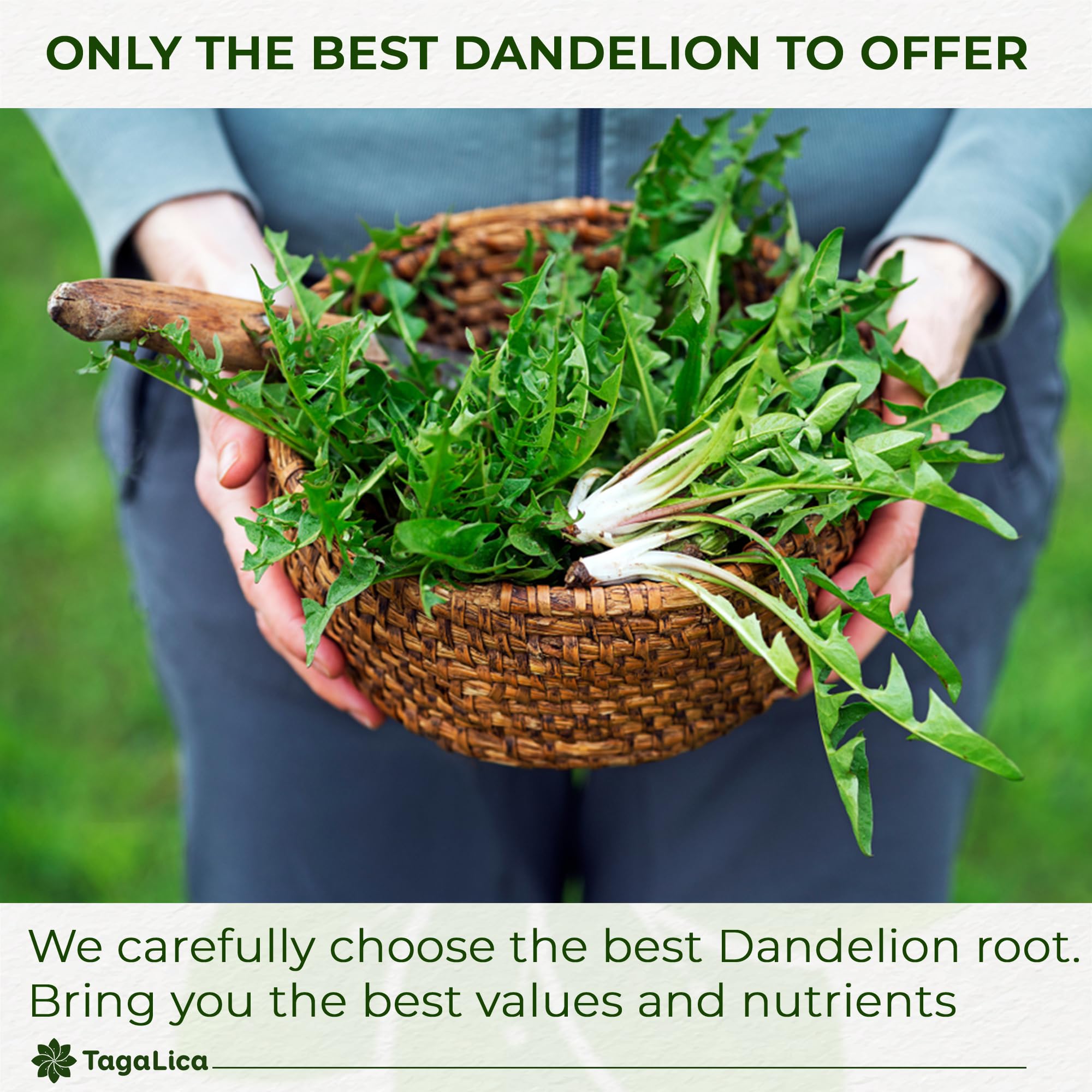 Tagalica Dandelion Root Tea biodegradable bags support eco-friendly rituals.
