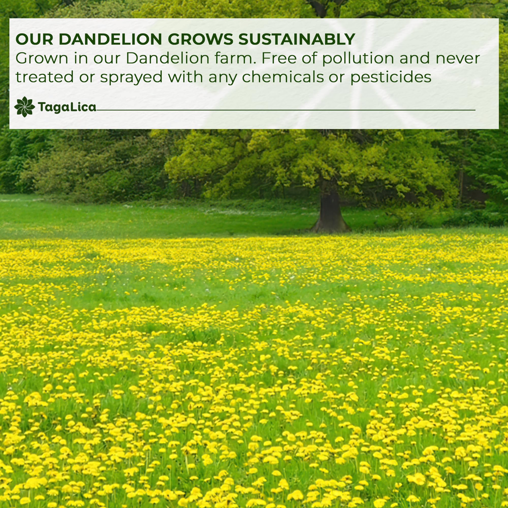 Tagalica Dandelion Root Tea with leaves and roots signals natural sourcing.