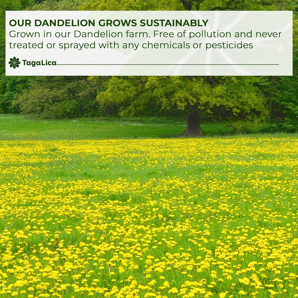 Tagalica Dandelion Root Tea with leaves and roots signals natural sourcing.