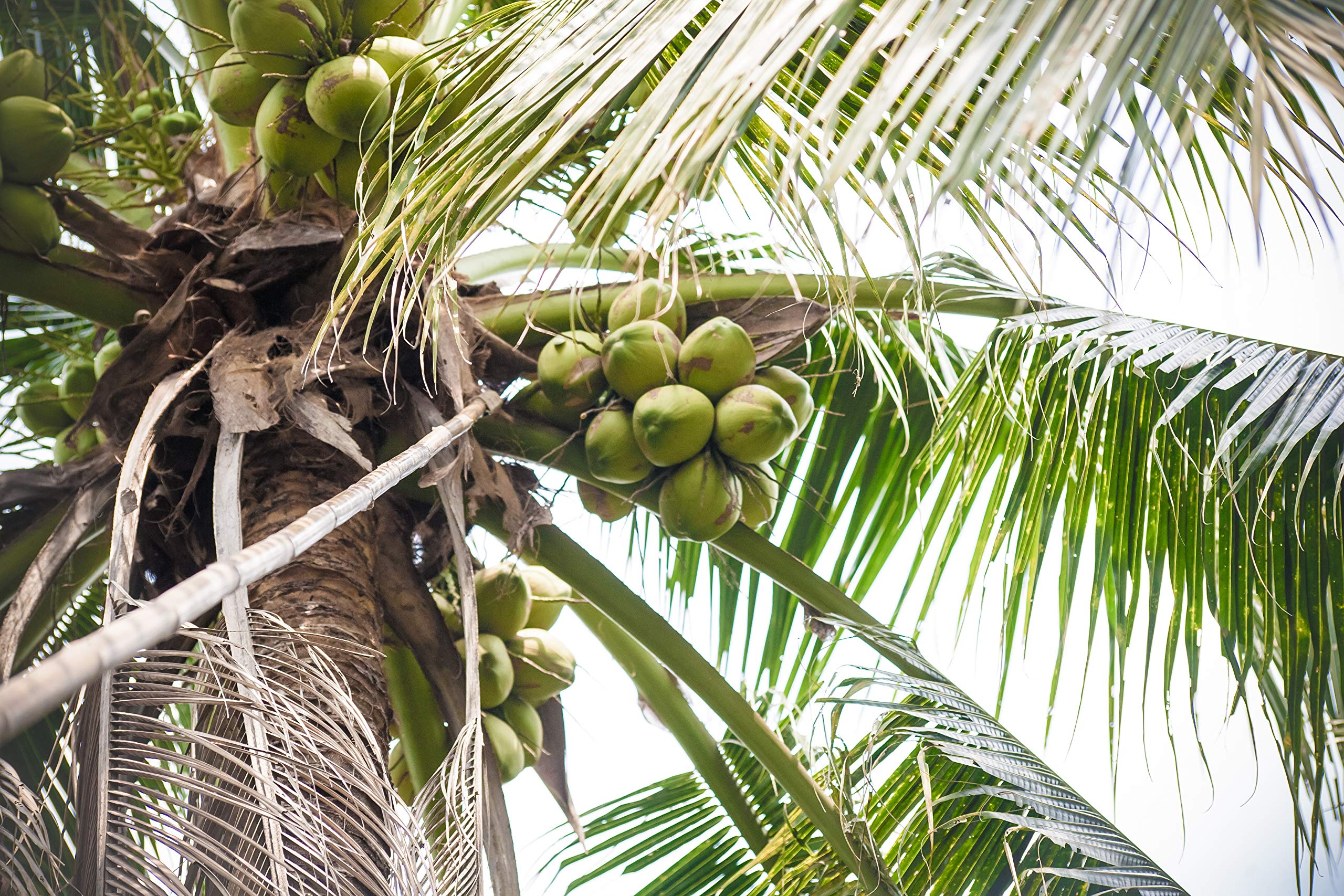 Taste Nirvana Real Coconut Water Thai coconut origin