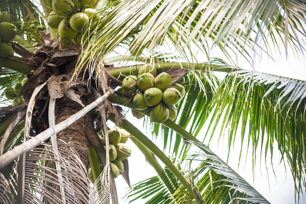 Taste Nirvana Real Coconut Water Thai coconut origin