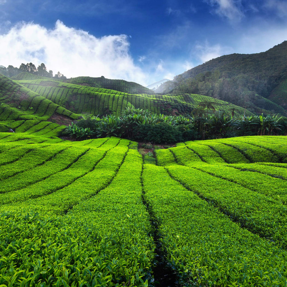 Tea and Trumpets small-batch production label underscores freshness and care.