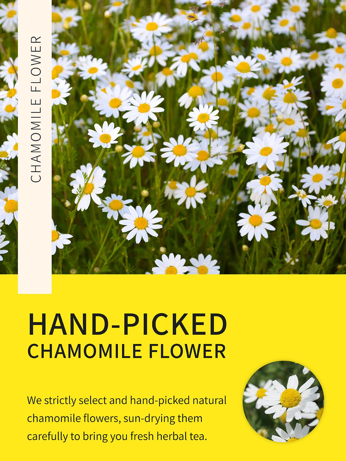 Close-up of fresh chamomile flowers used by TeeLux for mild floral aroma.