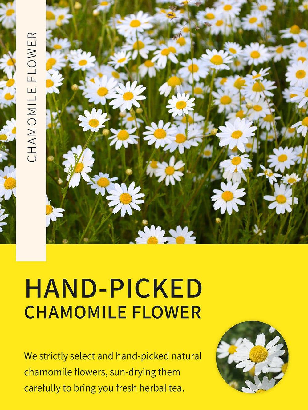 Close-up of fresh chamomile flowers used by TeeLux for mild floral aroma.