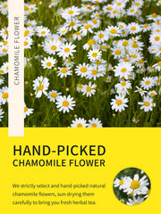 Close-up of fresh chamomile flowers used by TeeLux for mild floral aroma.